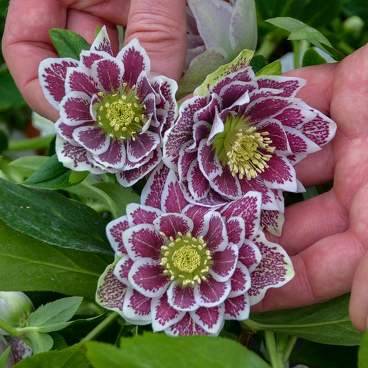Image of Helleborus x hybridus 'Shotgun Wedding' taken at Walters Gardens, MI by Walters Gardens, Inc.