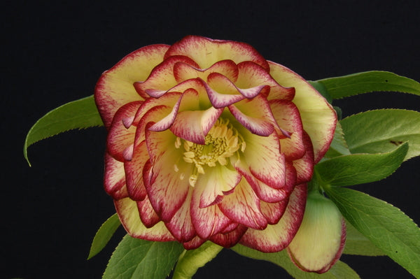 Image of Helleborus x hybridus 'Sun Flare' taken at NW Garden Nsy, OR by Skagit Gardens
