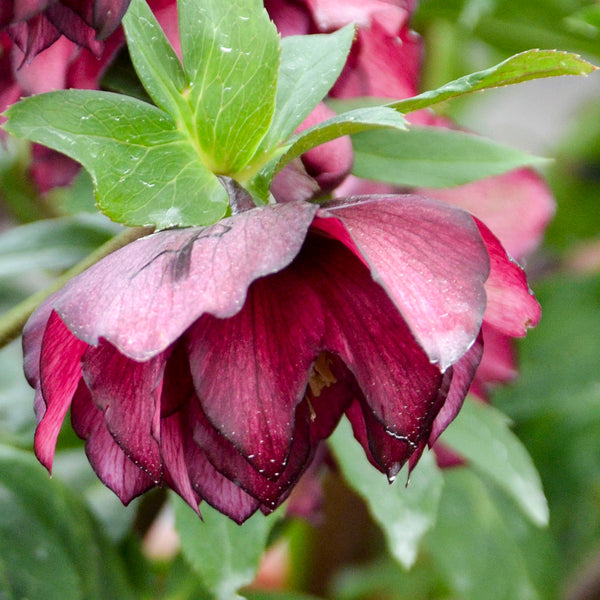 Image of Helleborus x hybridus 'True Love' taken at Walters Gardens, MI by Walters Gardens
