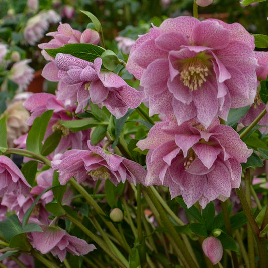 Image of Helleborus x hybridus 'Wedding Crasher' taken at Walters Gardens, MI by Walters Gardens, Inc.