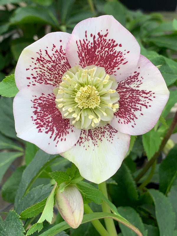 Image of Helleborus x hybridus Winter Delights Anemone taken at Juniper Level Botanic Gdn, NC by C. Hardison
