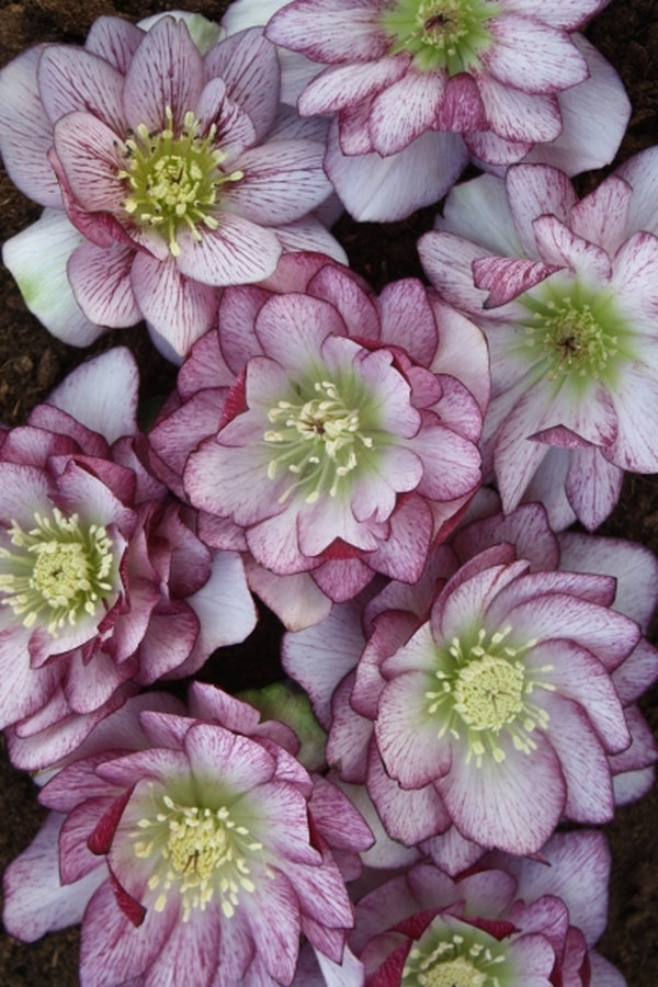 Image of Helleborus x hybridus Winter Delights Double Bicolor taken at Juniper Level Botanic Gdn, NC by JLBG