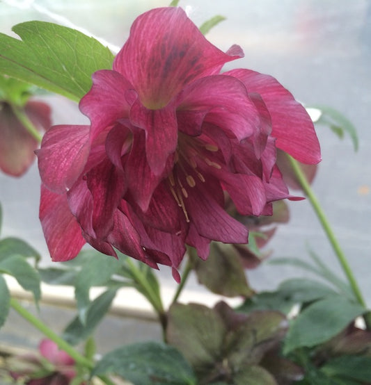 Image of Helleborus x hybridus Winter Delights Double Red  by H. Hansen