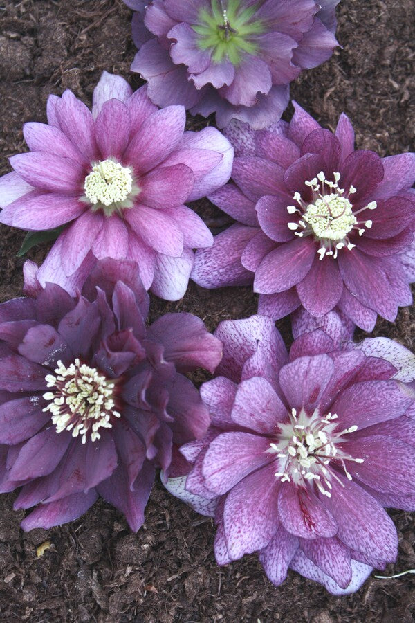 Image of Helleborus x hybridus Winter Delights Double Violet taken at Juniper Level Botanic Gdn, NC by JLBG