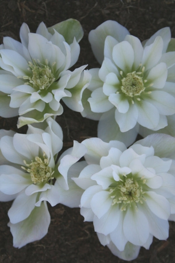 Image of Helleborus x hybridus Winter Delights Double White taken at Juniper Level Botanic Gdn, NC by JLBG