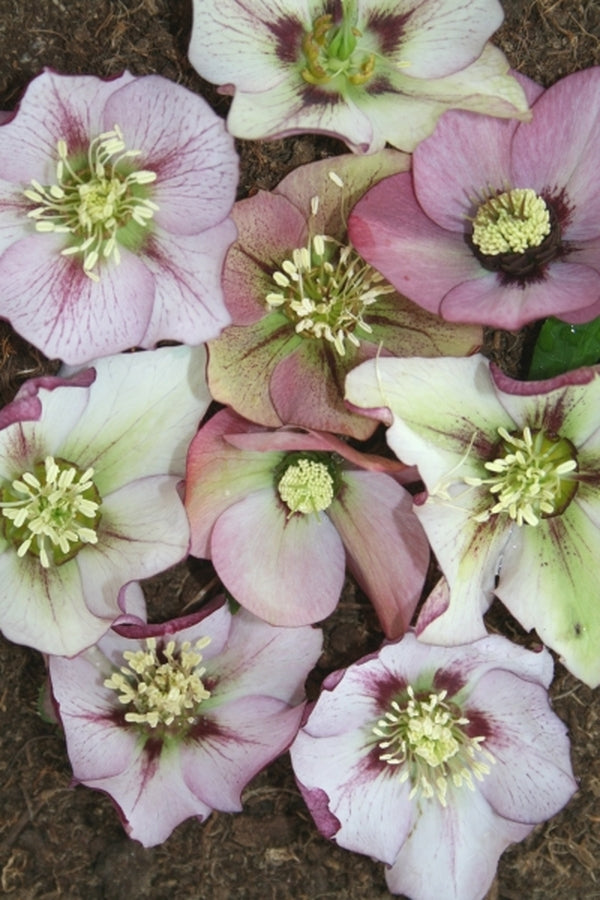 Image of Helleborus x hybridus Winter Delights Picotee taken at Juniper Level Botanic Gdn, NC by JLBG