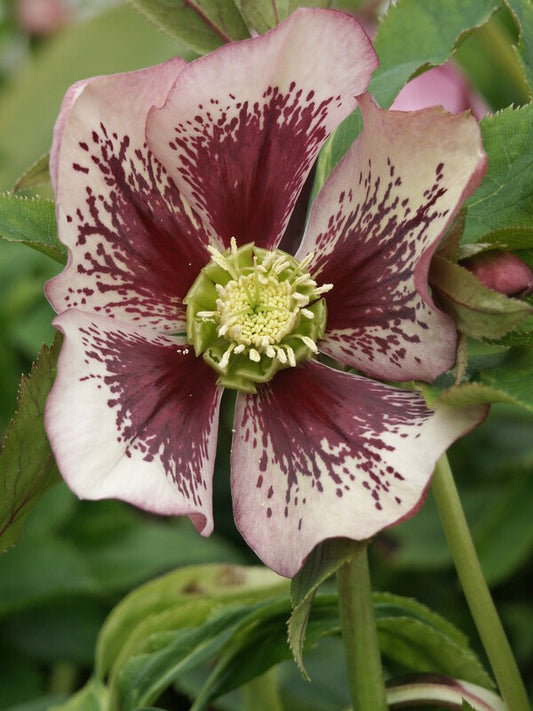 Image of Helleborus x hybridus Winter Delights Pink w/ Red Blotch