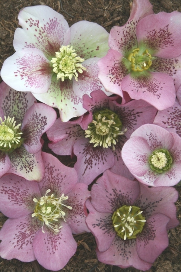 Image of Helleborus x hybridus Winter Delights Pink w/ Red Spots taken at Juniper Level Botanic Gdn, NC by JLBG