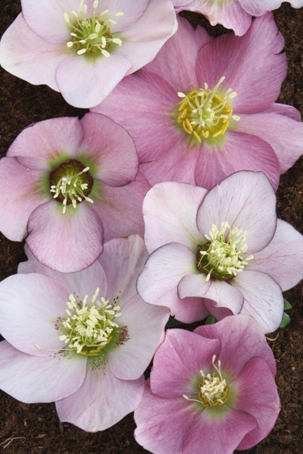 Image of Helleborus x hybridus Winter Delights Pink taken at Juniper Level Botanic Gdn, NC by JLBG