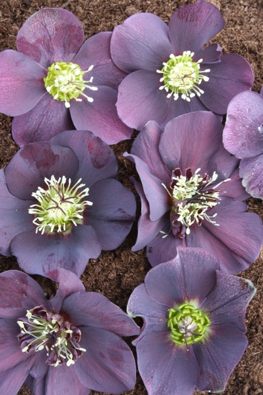 Image of Helleborus x hybridus Winter Delights Purple taken at Juniper Level Botanic Gdn, NC by JLBG