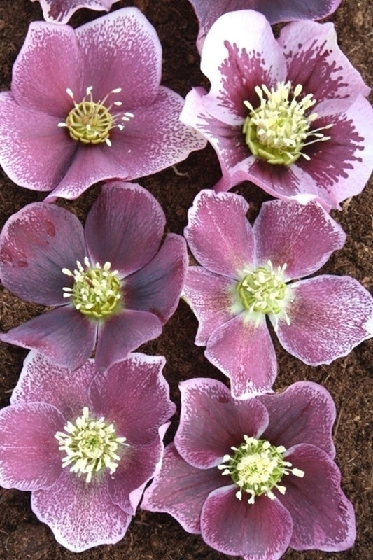 Image of Helleborus x hybridus Winter Delights Violet w/ Pink Edge taken at Juniper Level Botanic Gdn, NC by JLBG