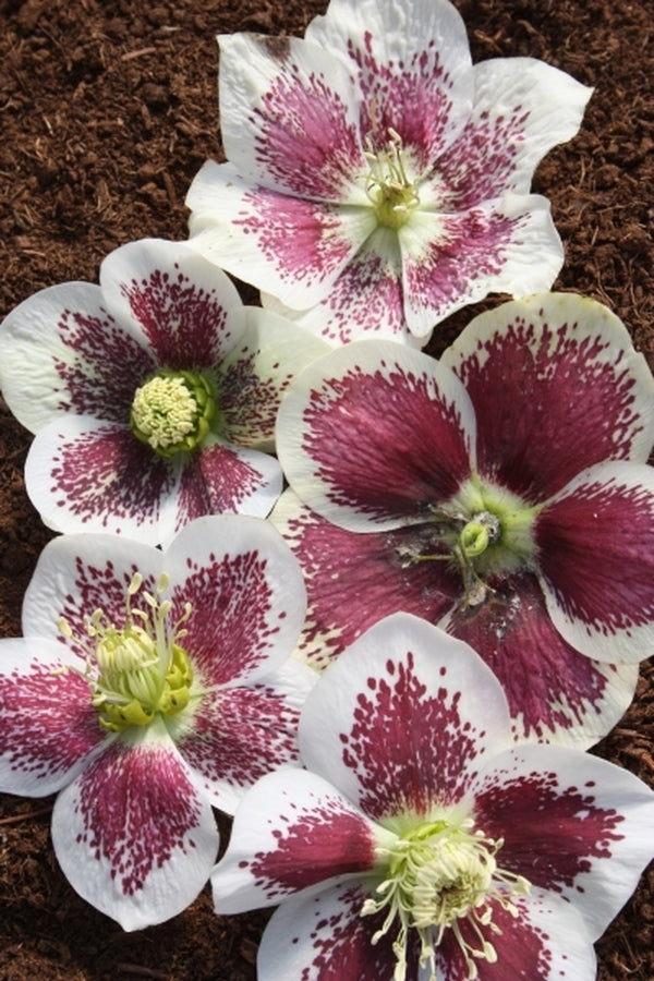 Image of Helleborus x hybridus Winter Delights White w/ Purple Blotch taken at Juniper Level Botanic Gdn, NC by JLBG