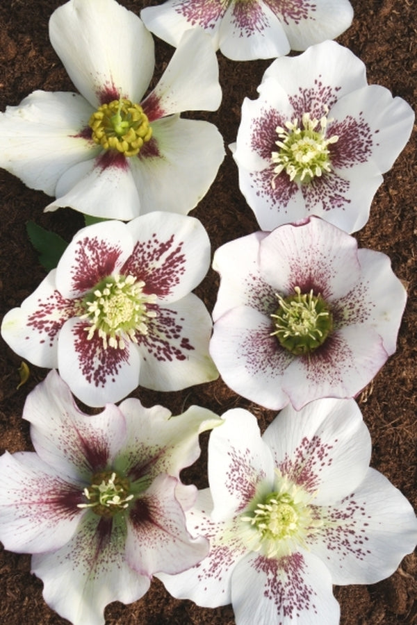 Image of Helleborus x hybridus Winter Delights White w/ Red Spots taken at Juniper Level Botanic Gdn, NC by JLBG