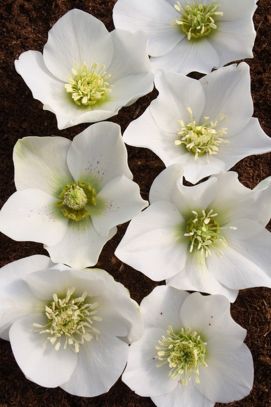 Image of Helleborus x hybridus Winter Delights White taken at Juniper Level Botanic Gdn, NC by JLBG