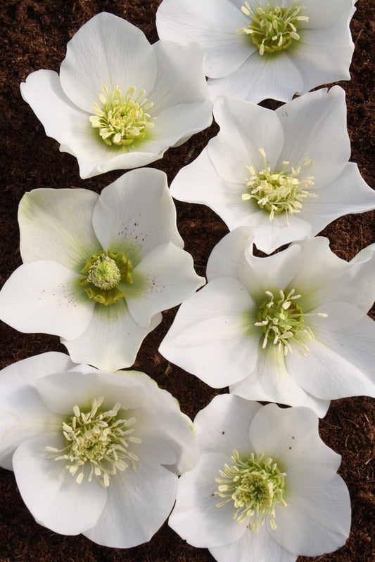 Image of Helleborus x hybridus Winter Delights White taken at Juniper Level Botanic Gdn, NC by JLBG