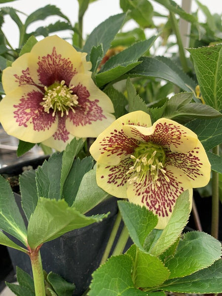 Helleborus x hybridus 'Winter Delights Yellow w/ Blotch' |