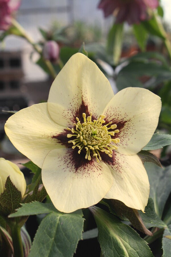 Image of Helleborus x hybridus Winter Delights Yellow w/ Purple Eyezone