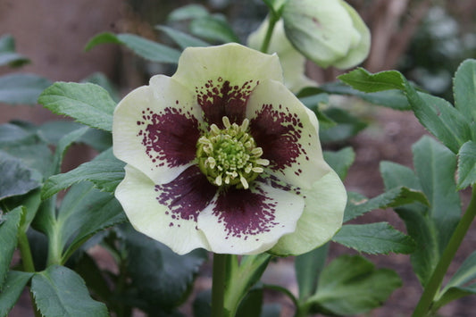 Image of Helleborus x hybridus Winter Delights Yellow w/ Purple Eyezone taken at Juniper Level Botanic Gdn, NC by JLBG