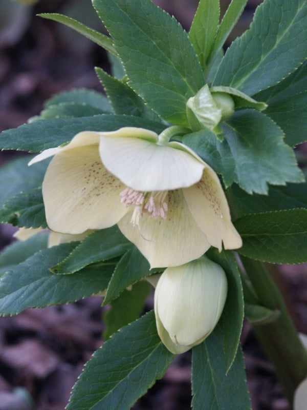 Image of Helleborus x hybridus Winter Delights Yellow taken at Juniper Level Botanic Gdn, NC by JLBG