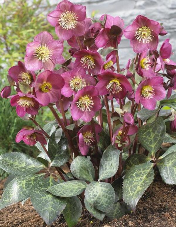 Image of Helleborus x iburgensis 'Anna's Red' PP 24,720 taken at Visions, NL by Visions