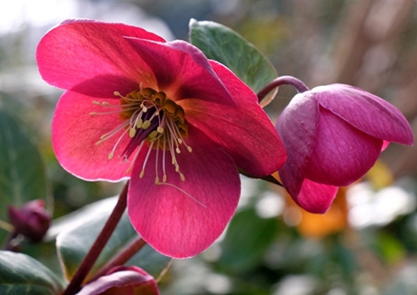 Image of Helleborus x iburgensis 'Anna's Red' PP 24,720 taken at Juniper Level Botanic Gdn, NC by JLBG