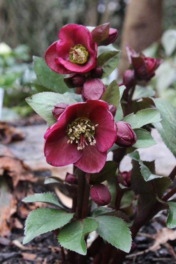 Image of Helleborus x iburgensis 'Anna's Red' PP 24,720 taken at Juniper Level Botanic Garden, Raleigh NC by JLBG
