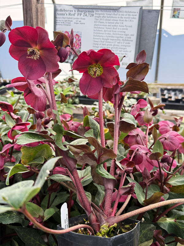 Image of Helleborus x iburgensis 'Anna's Red' PP 24,720