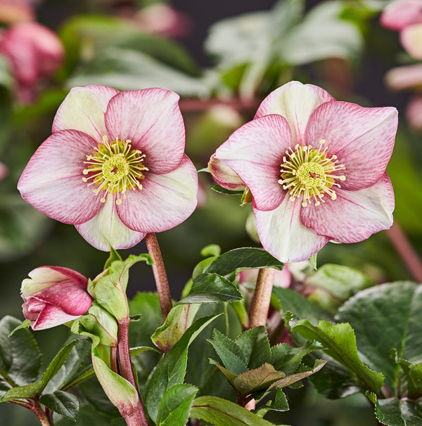 Image of Helleborus x iburgensis 'Carlotta' PPAF by Heuger Gartenbaubetriebe