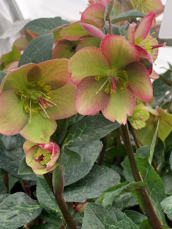 Helleborus x iburgensis 'Ice n' Roses Maddy Marble' PPAF | Maddy