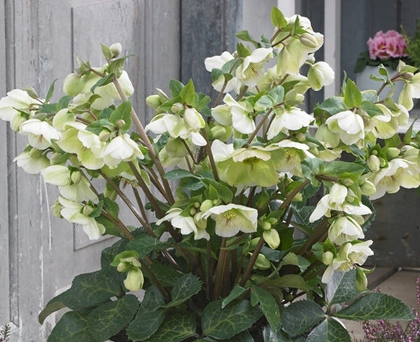 Image of Helleborus x iburgensis 'Molly's White' PP 25,685 taken at Pacific Plug & Liner, CA by Pacific Plug & Liner