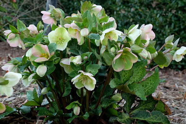 Image of Helleborus x iburgensis 'Molly's White' PP 25,685