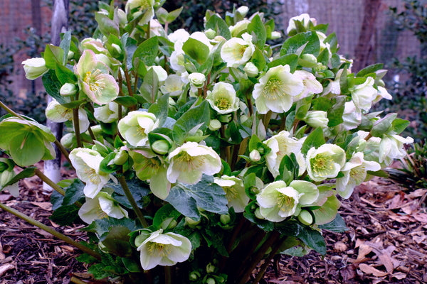 Image of Helleborus x iburgensis 'Molly's White' PP 25,685 taken at Juniper Level Botanic Gdn, NC by JLBG