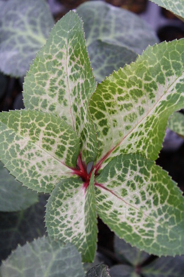 Image of Helleborus x iburgensis 'Penny's Pink' PP 24,149 taken at Juniper Level Botanic Gdn, NC by JLBG