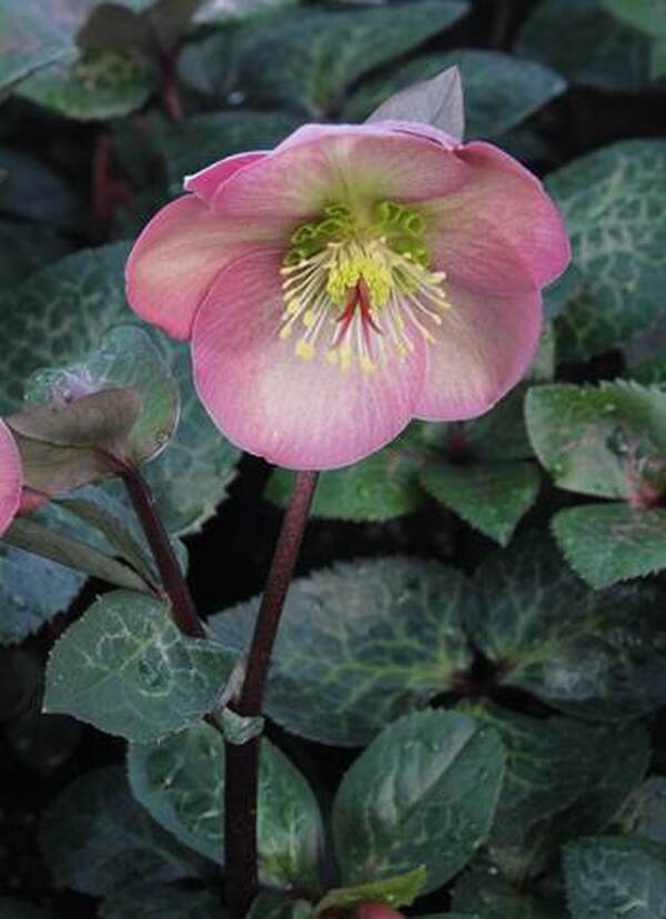 Image of Helleborus x iburgensis 'Penny's Pink' PP 24,149