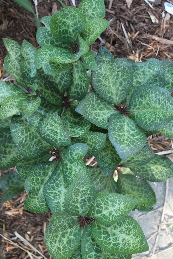 Image of Helleborus x iburgensis 'Penny's Pink' PP 24,149 taken at Juniper Level Botanic Gdn, NC by JLBG