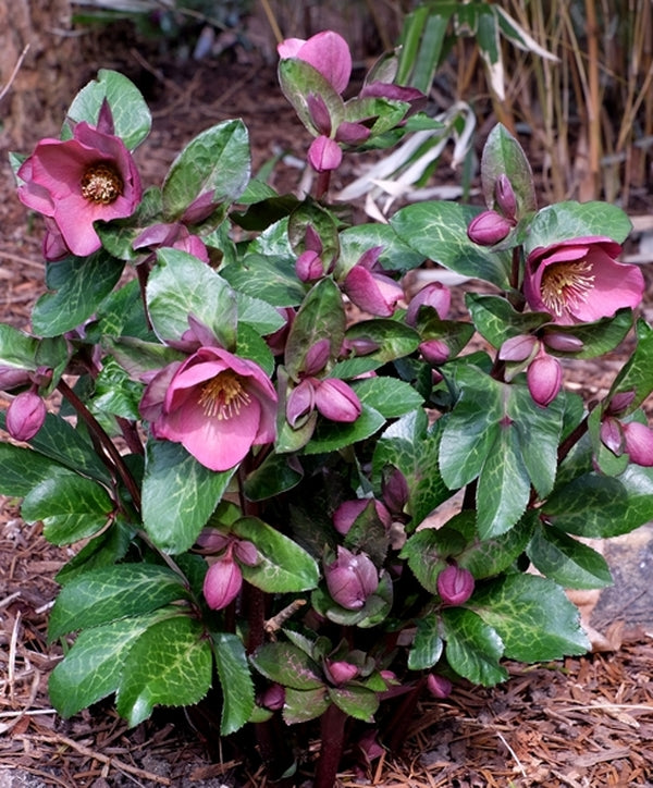 Image of Helleborus x iburgensis 'Penny's Pink' PP 24,149 taken at Juniper Level Botanic Gdn, NC by JLBG