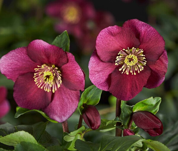 Image of Helleborus x lemperii 'Leona' PP 33,012 taken at Heuger, Germany by Heuger Gartenbaubetriebe