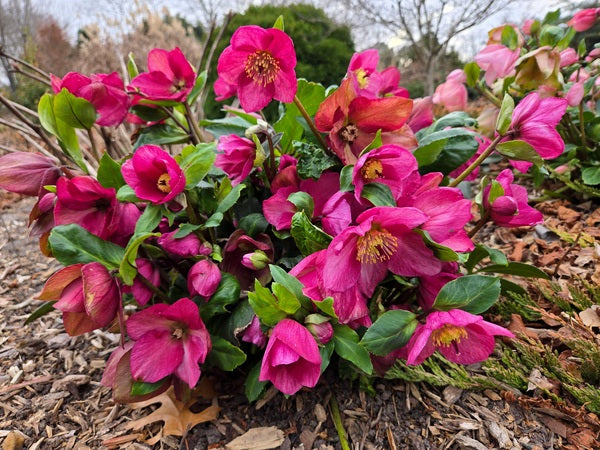 Image of Helleborus x lemperii 'Leona' PP 33,012 taken at Juniper Level Botanic Gdn, NC by JLBG