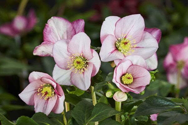 Image of Helleborus x lemperii 'Liara' by Heuger Gartenbaubetriebe