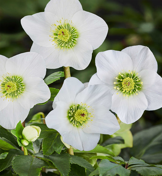 Image of Helleborus x lemperii 'Lisann' PPAF by Heuger Gartenbaubetriebe