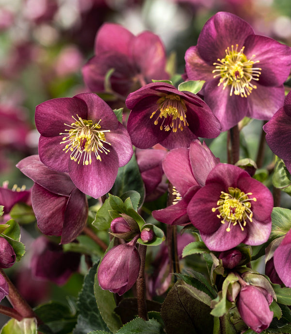 Image of Helleborus x lemperii 'Ruby' PPAF by Heuger Gartenbaubetriebe
