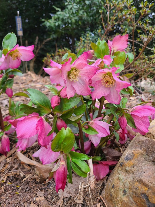 Image of Helleborus x lemperii 'Walberton's Rosemary' PP 19,439 taken at Juniper Level Botanic Gdn, NC by JLBG