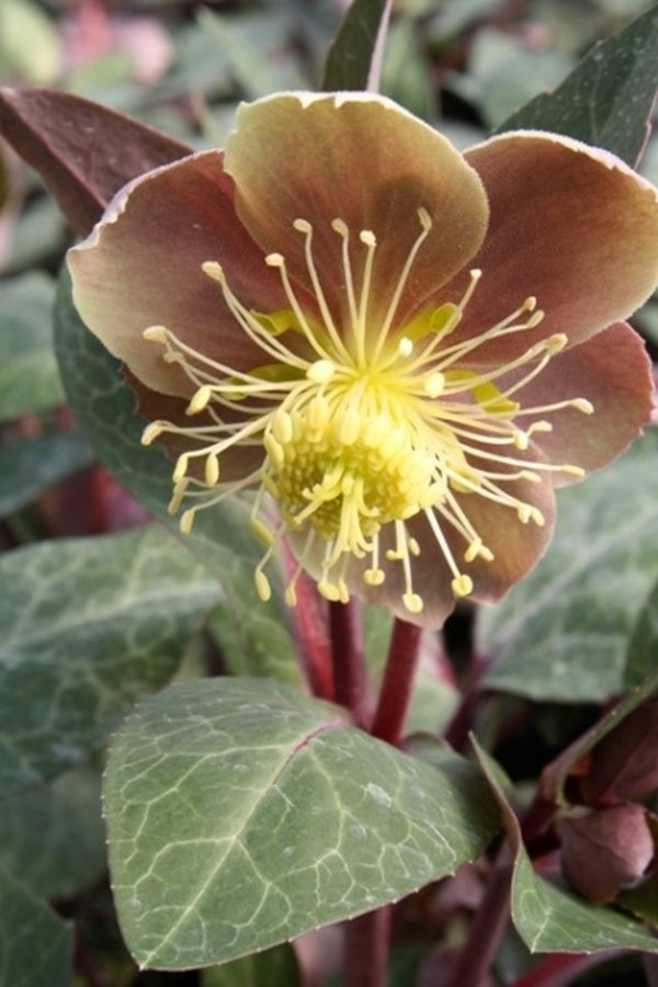 Image of Helleborus lividus taken at Juniper Level Botanic Gdn, NC by JLBG