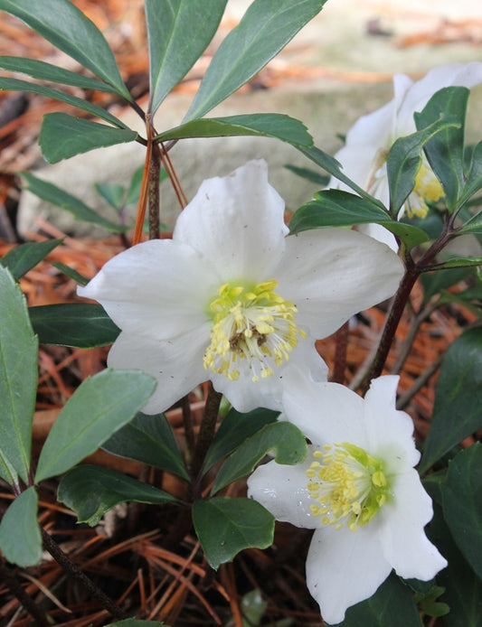 Image of Helleborus niger 'HGC Jacob' PP 17,799 taken at Juniper Level Botanic Gdn, NC by JLBG
