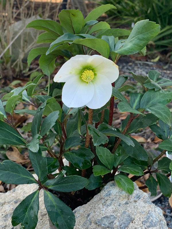 Image of Helleborus niger 'Mont Blanc' taken at Juniper Level Botanic Gdn, NC by C. Hardison