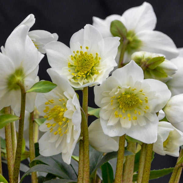 Image of Helleborus niger 'Snowbells' taken at Walters Gardens, MI by Walters Gardens, Inc.
