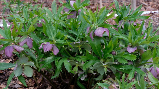 Image of Helleborus purpurascens 'Teliu' taken at Juniper Level Botanic Gdn, NC by JLBG