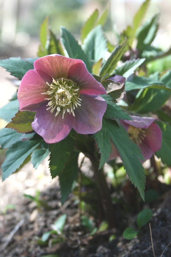 Image of Helleborus purpurascens taken at Juniper Level Botanic Gdn, NC by JLBG
