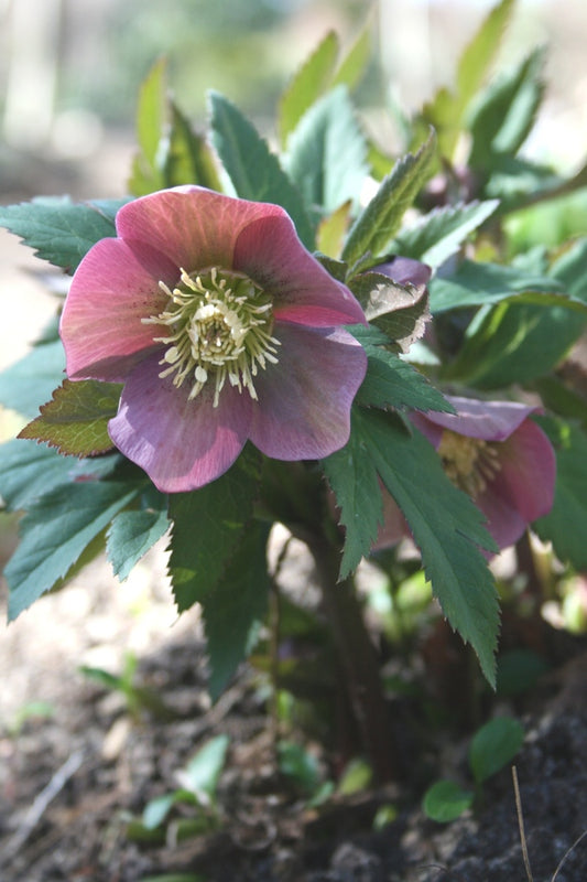 Image of Helleborus purpurascens taken at Juniper Level Botanic Gdn, NC by JLBG
