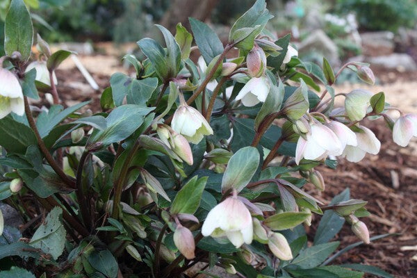 Image of Helleborus x sahinii 'Winterbells' PP 24,434 taken at Juniper Level Botanic Gdn, NC by JLBG